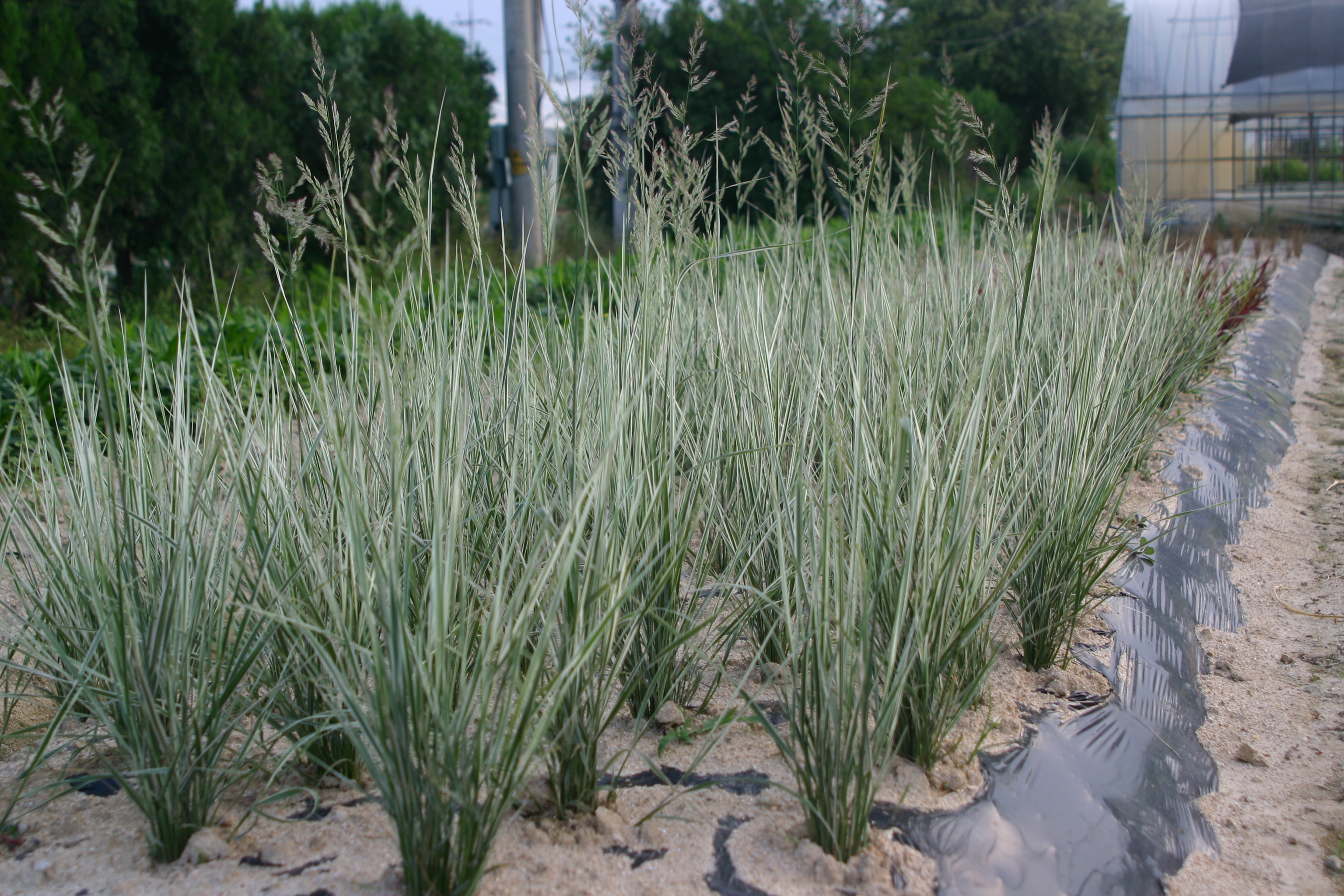 Calamagrostis acutiflora 'Overdam'